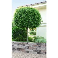 Mr. GARDENER Mauerstein, BxL: 15 X 60 Cm, Beton